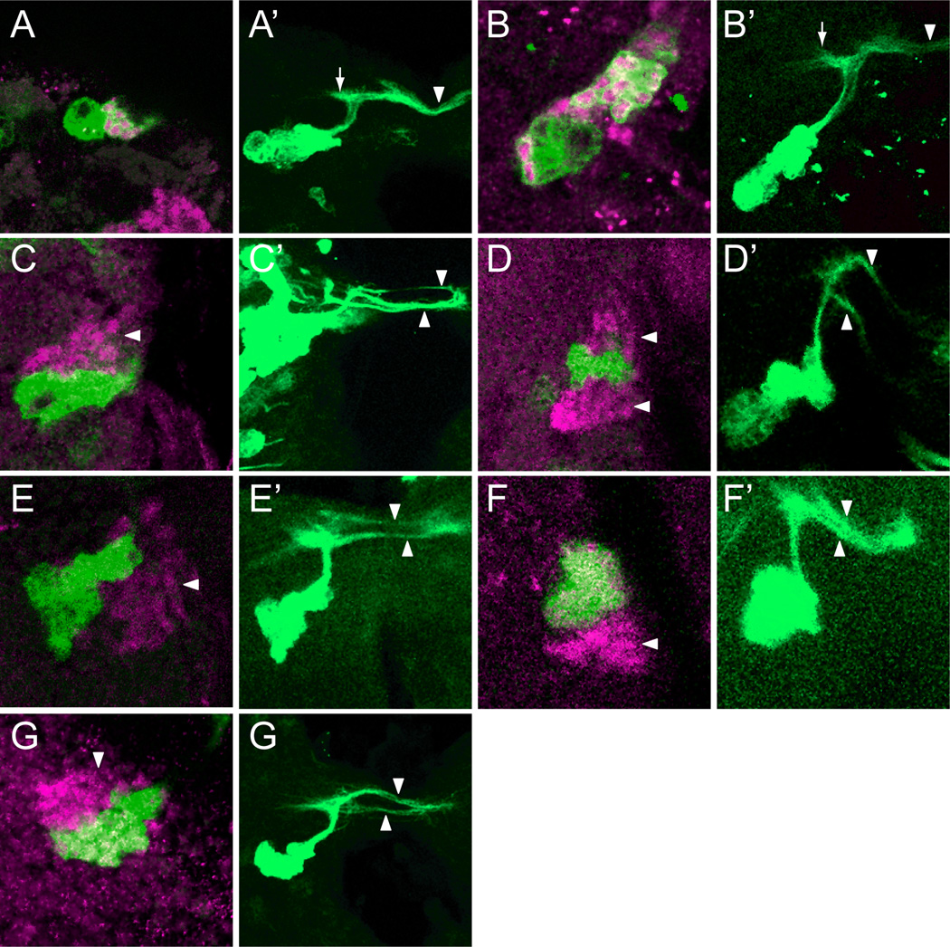 Figure 7