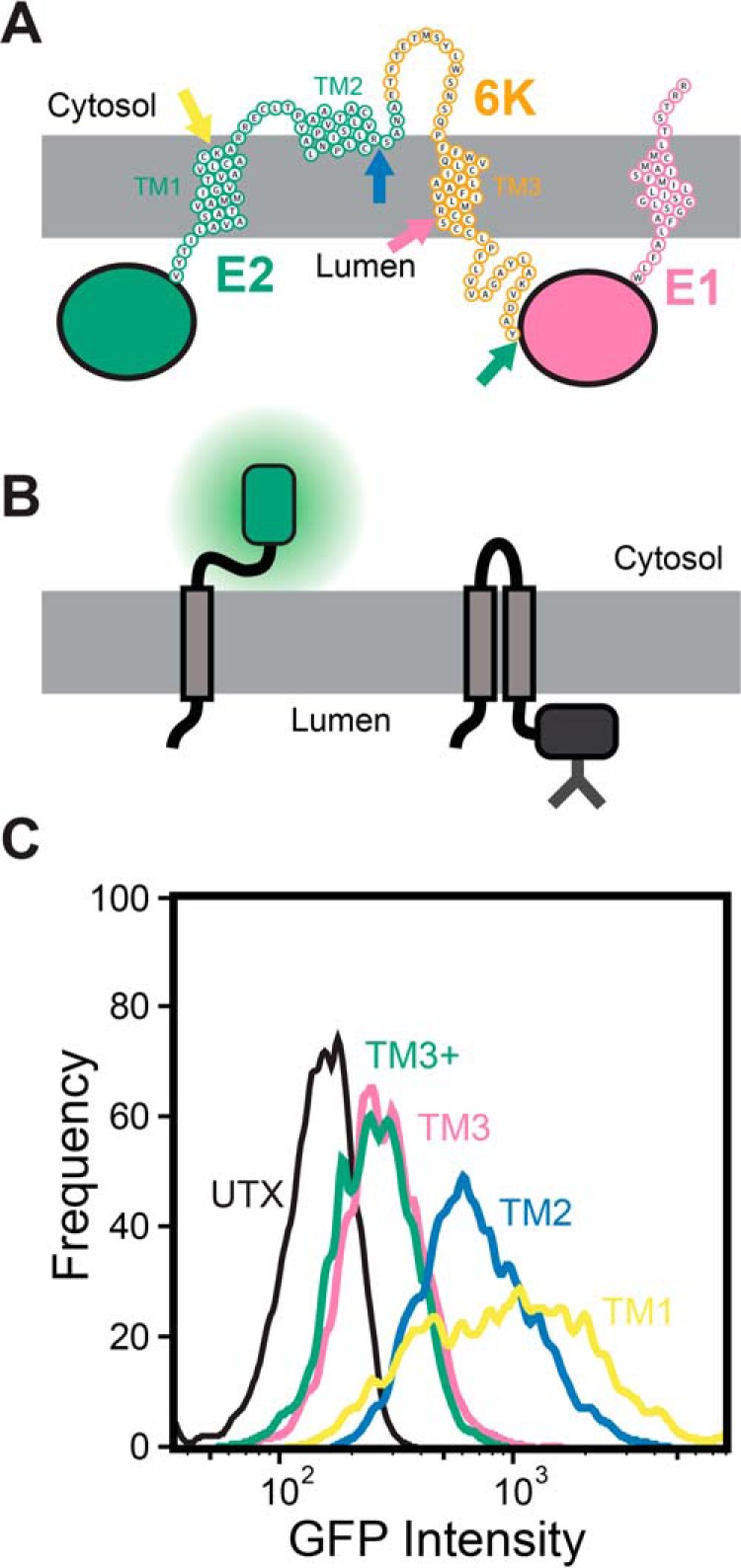 Figure 2.