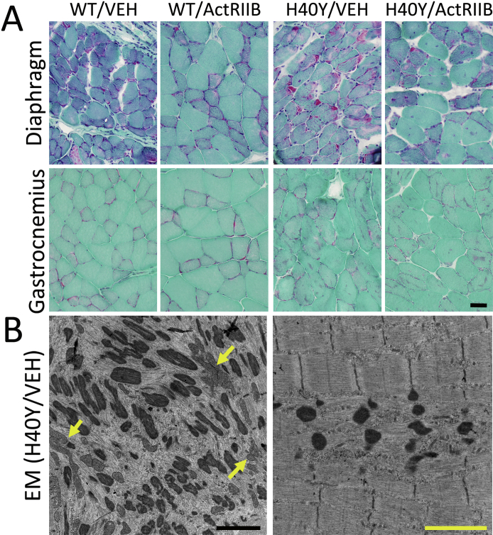 Supplemental Figure S1