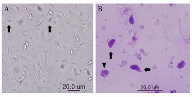 Fig. 2: