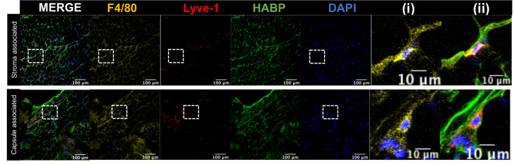 Figure 5—figure supplement 1.