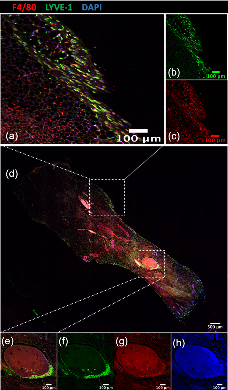 Figure 1—figure supplement 2.