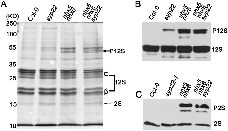 Fig 6