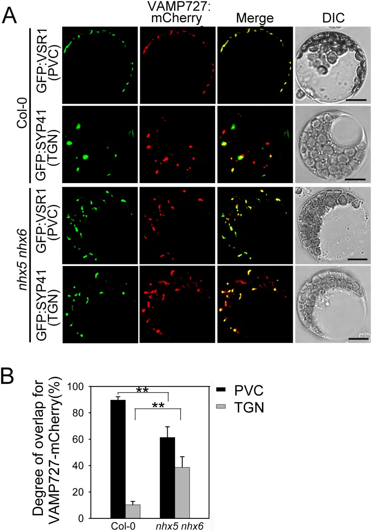 Fig 8