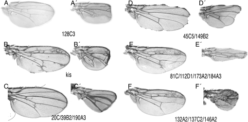 Figure 4.—