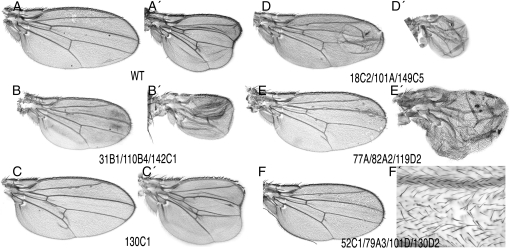 Figure 5.—