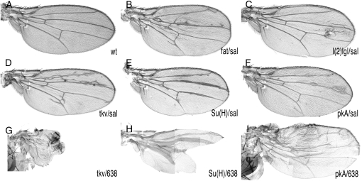 Figure 2.—