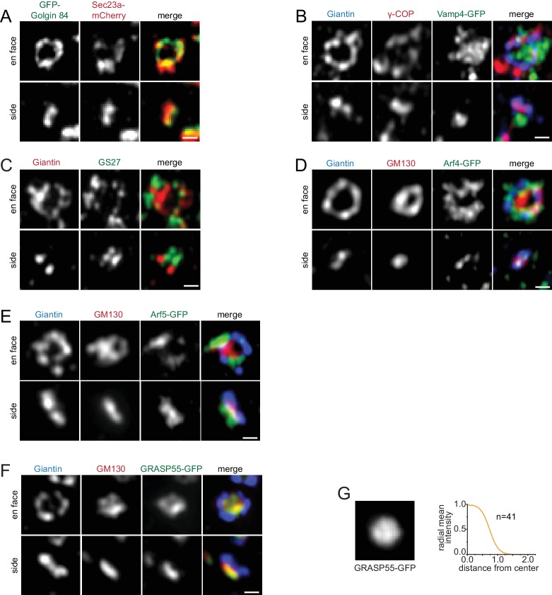 Figure 2—figure supplement 1.