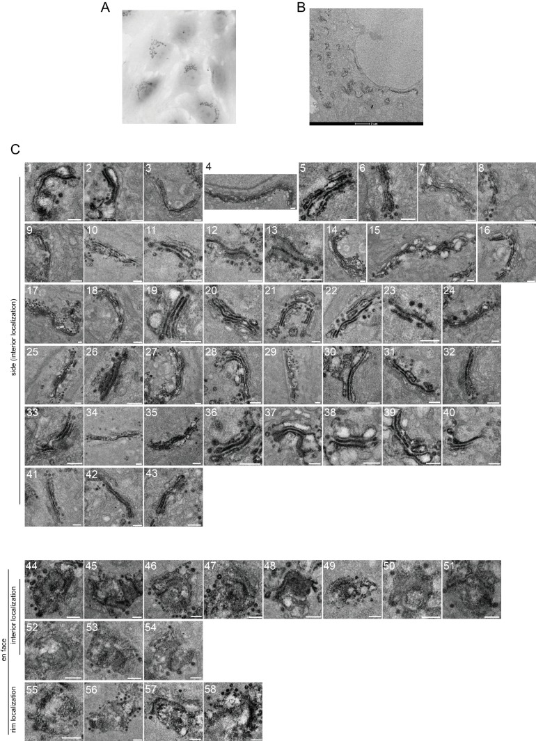 Figure 4—figure supplement 3.