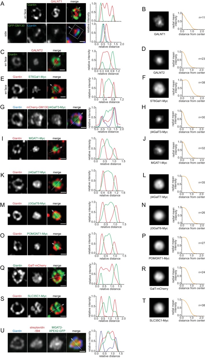 Figure 4—figure supplement 1.