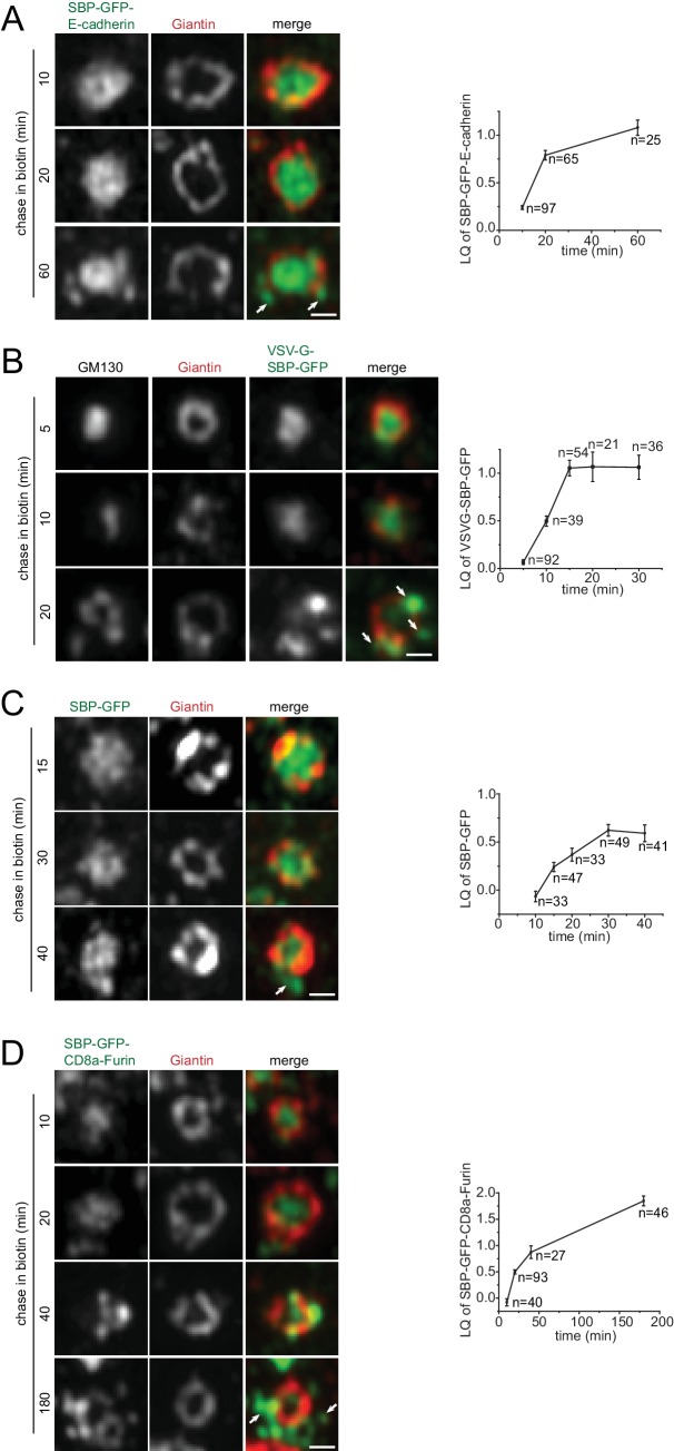 Figure 5—figure supplement 1.