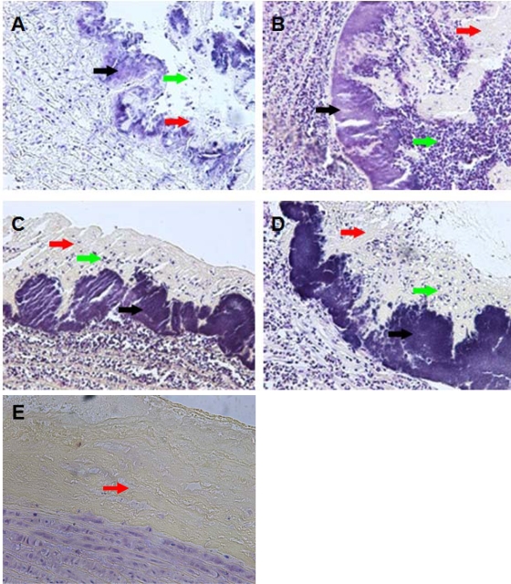 FIG. 2.