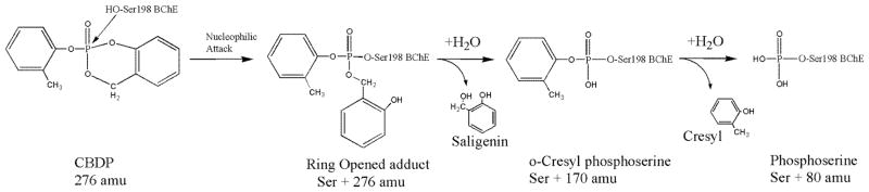 Scheme 4