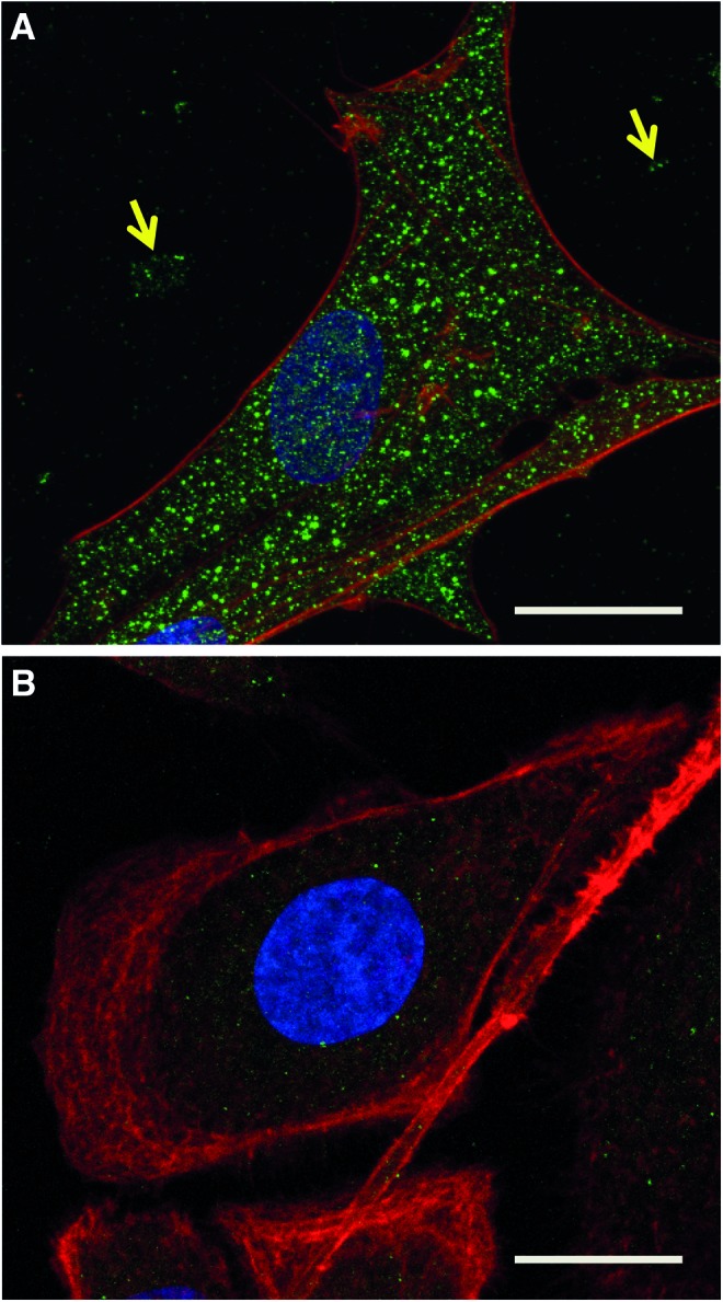 FIG. 3.