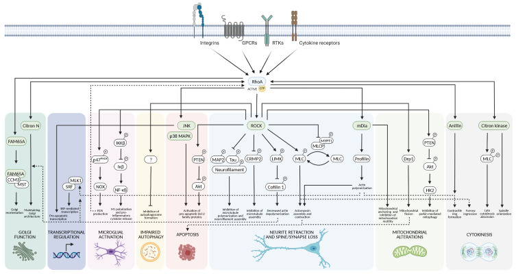 RhoA Signaling in Neurodegenerative Diseases - PMC