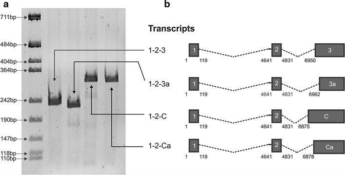 Figure 1