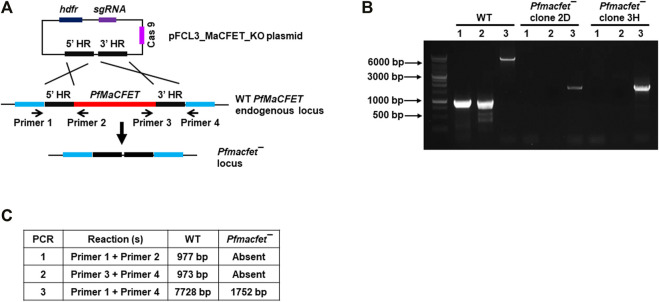 FIGURE 3