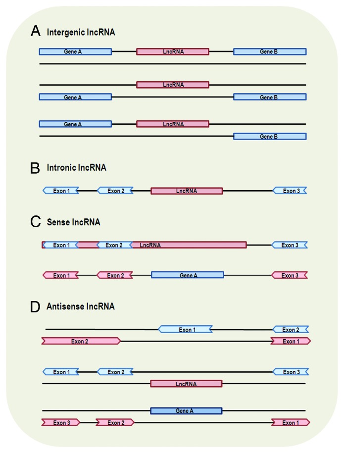 graphic file with name rna-10-924-g1.jpg