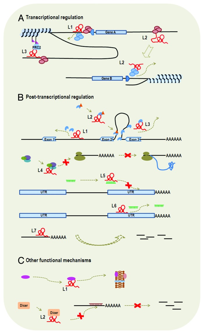 graphic file with name rna-10-924-g2.jpg