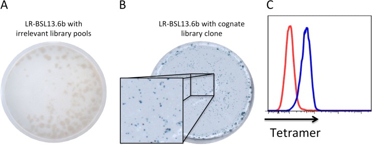 FIG 1