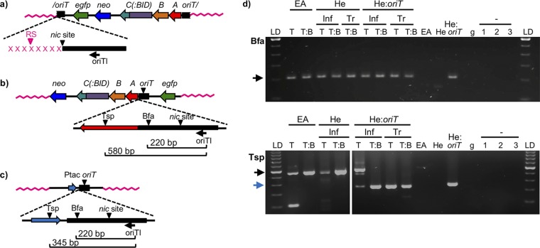 FIG 3