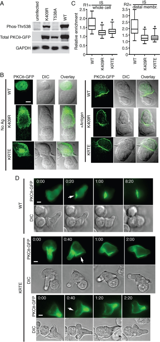 FIGURE 4: