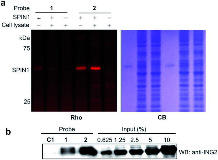 Fig. 6