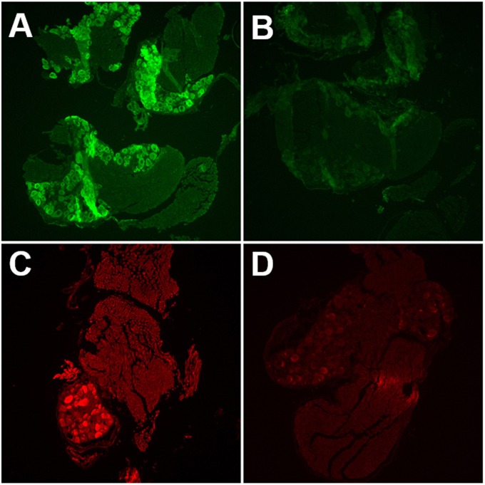 FIG 2