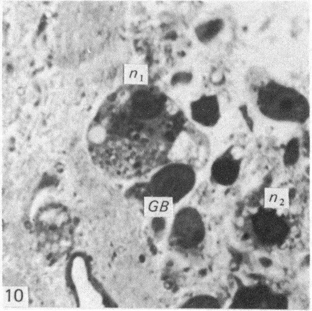 Fig. 10