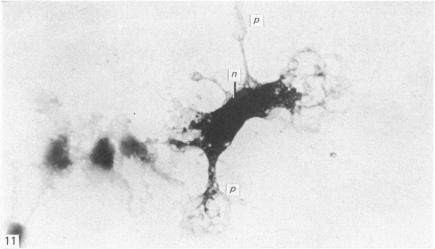 Fig. 11