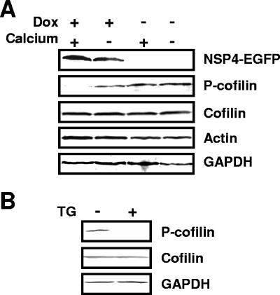 FIG. 5.