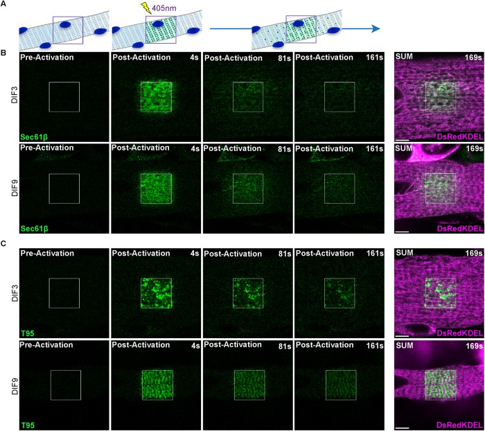 FIGURE 3: