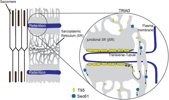 FIGURE 7: