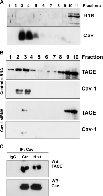 Fig 5