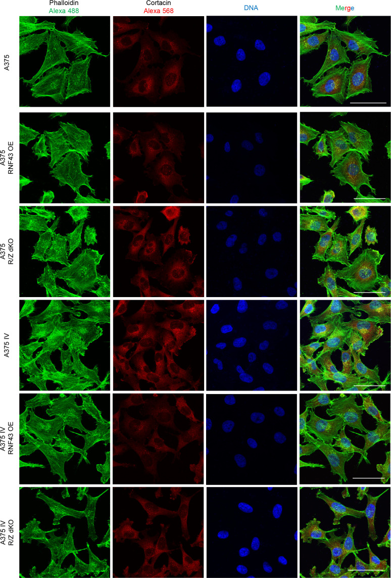 Figure 5—figure supplement 2.