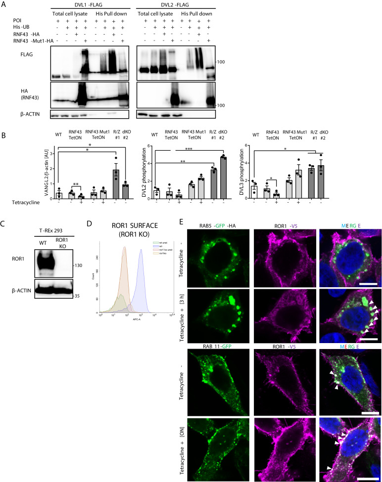 Figure 3—figure supplement 1.