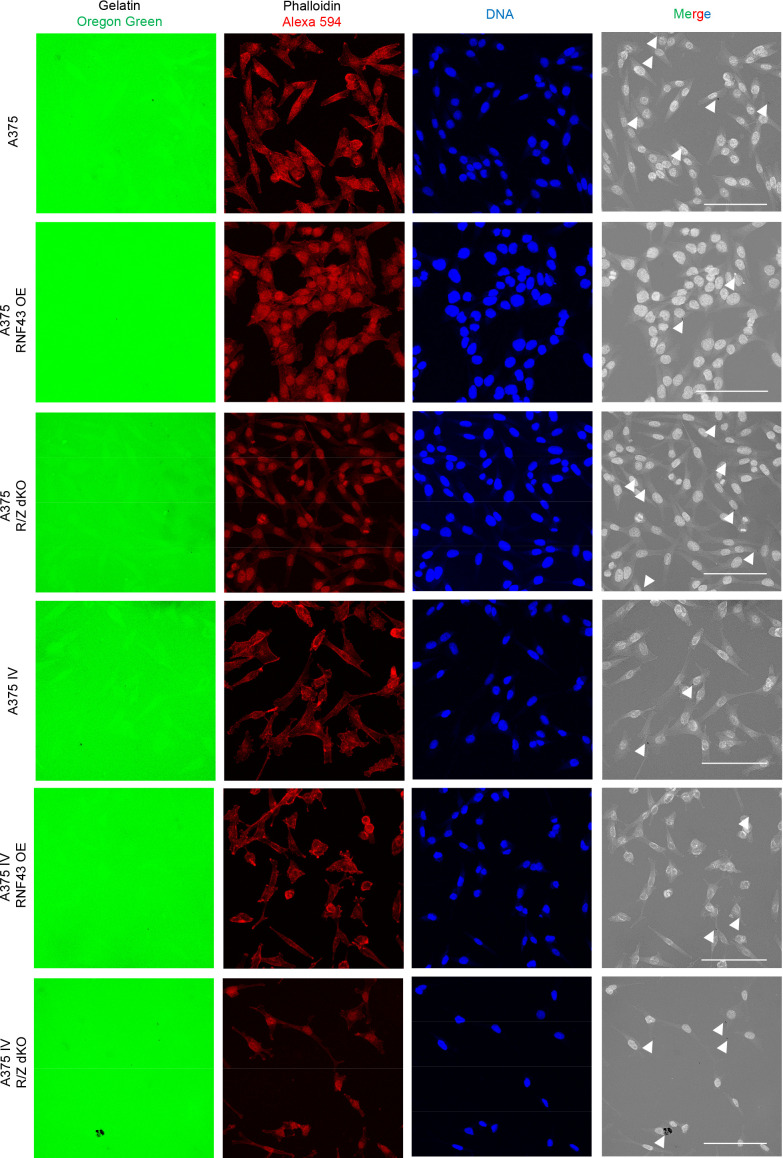 Figure 5—figure supplement 3.