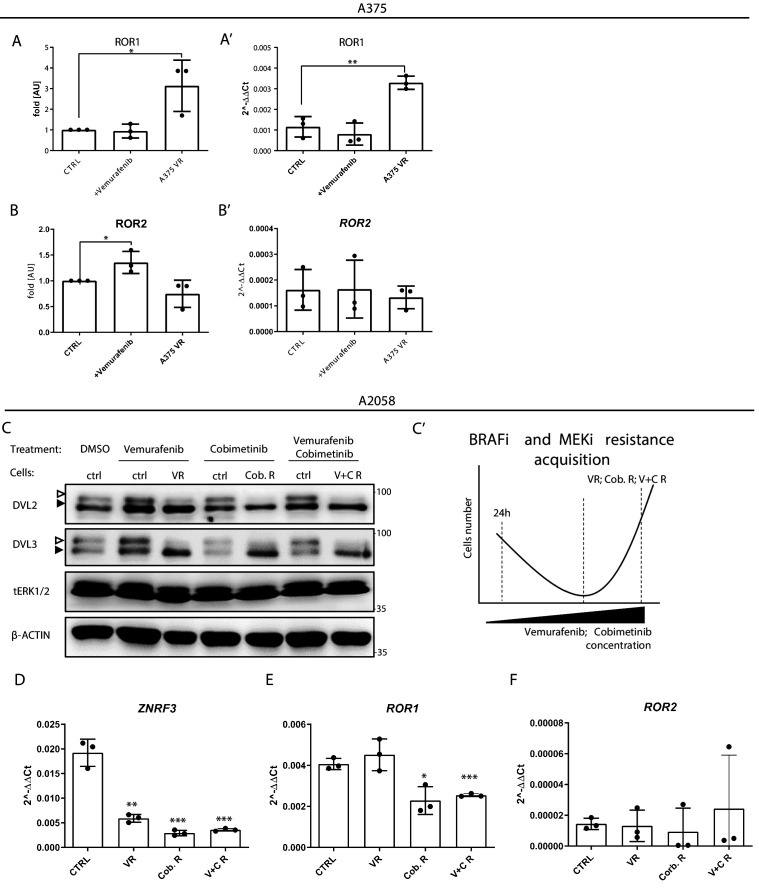 Figure 6—figure supplement 1.