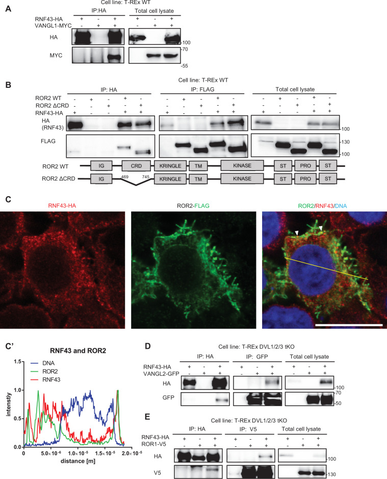 Figure 2—figure supplement 1.