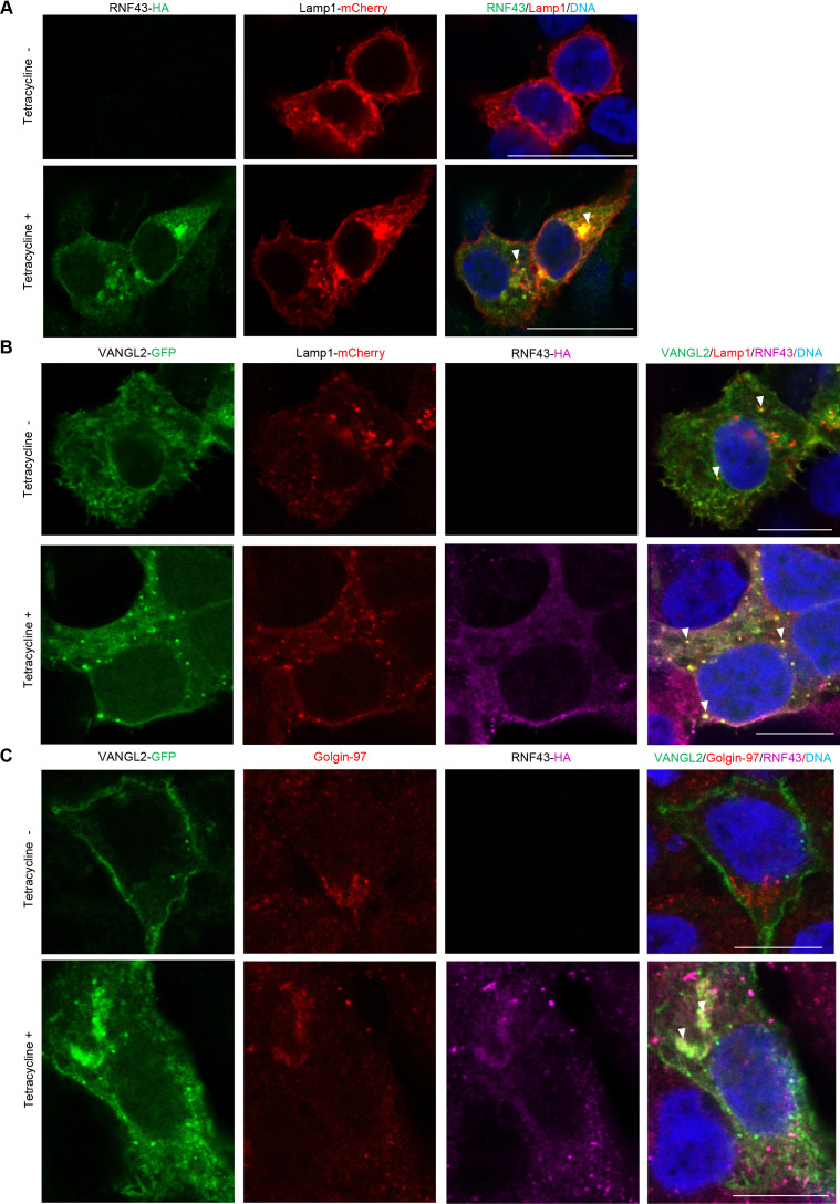 Figure 3—figure supplement 2.