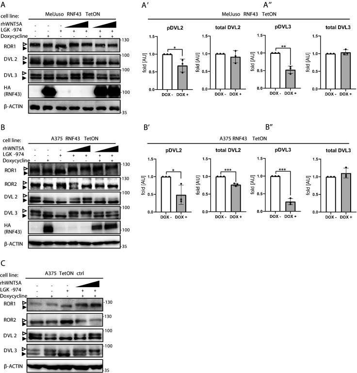 Figure 4—figure supplement 3.