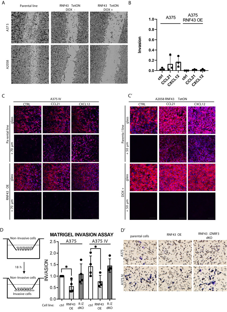 Figure 5—figure supplement 1.