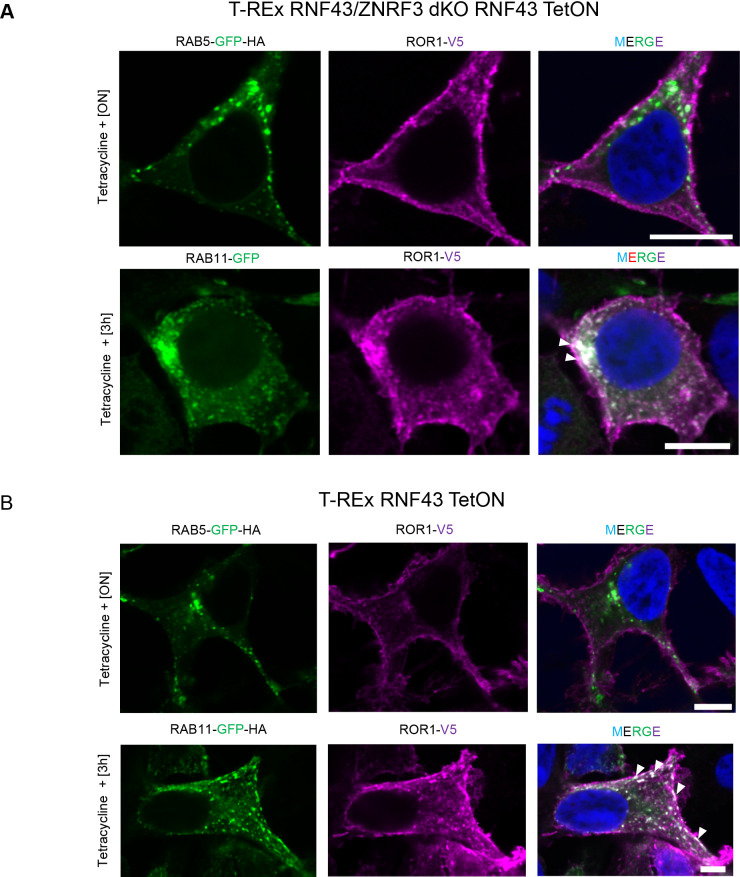 Figure 3—figure supplement 3.