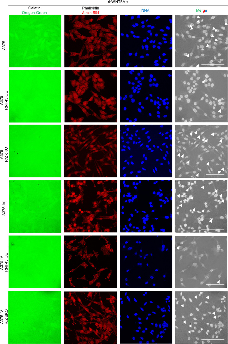 Figure 5—figure supplement 4.