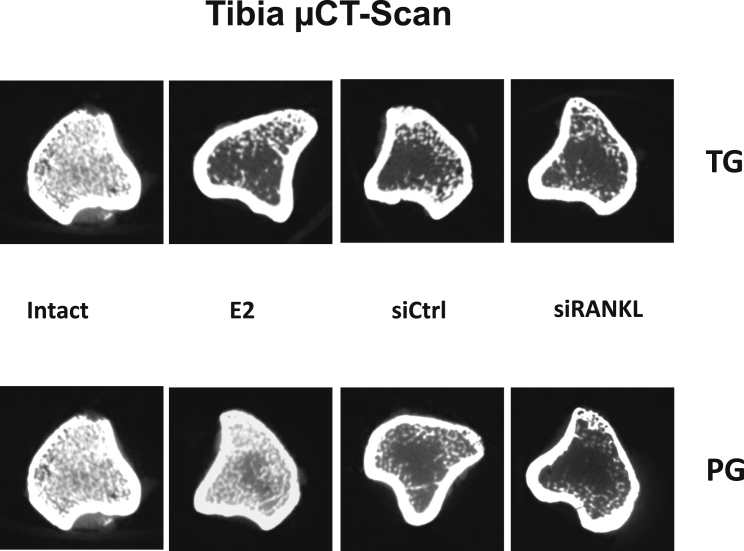 Figure 7