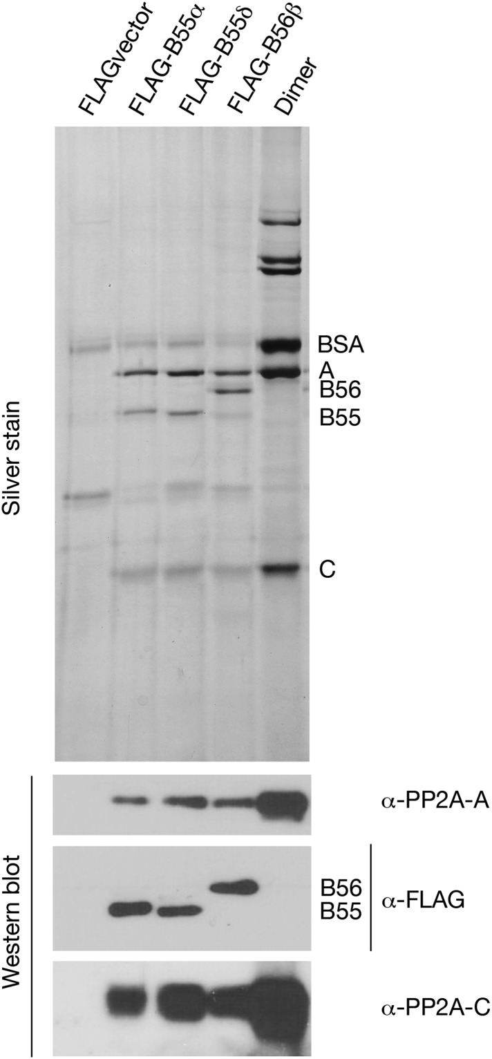 Figure 6—figure supplement 1.