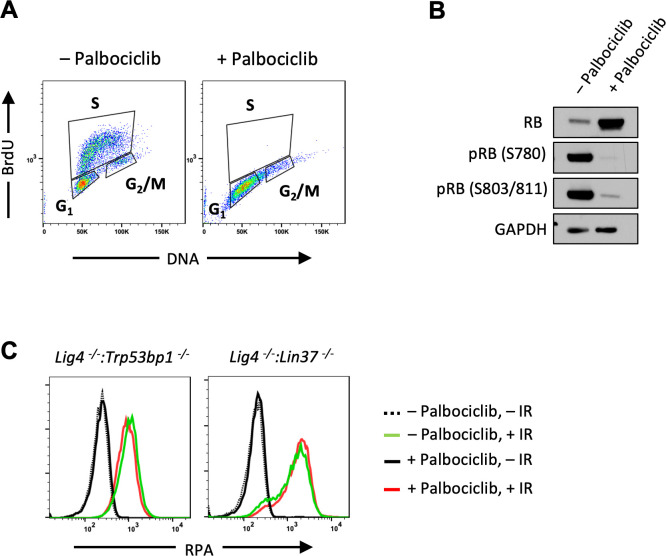 Figure 3—figure supplement 1.