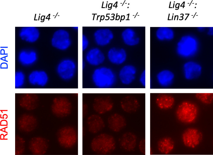 Figure 6—figure supplement 1.