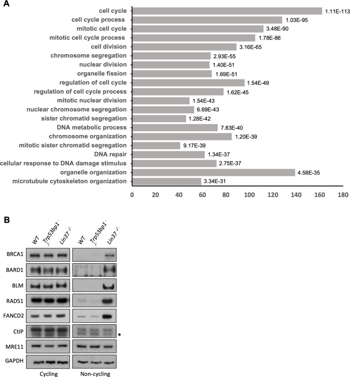 Figure 5—figure supplement 1.