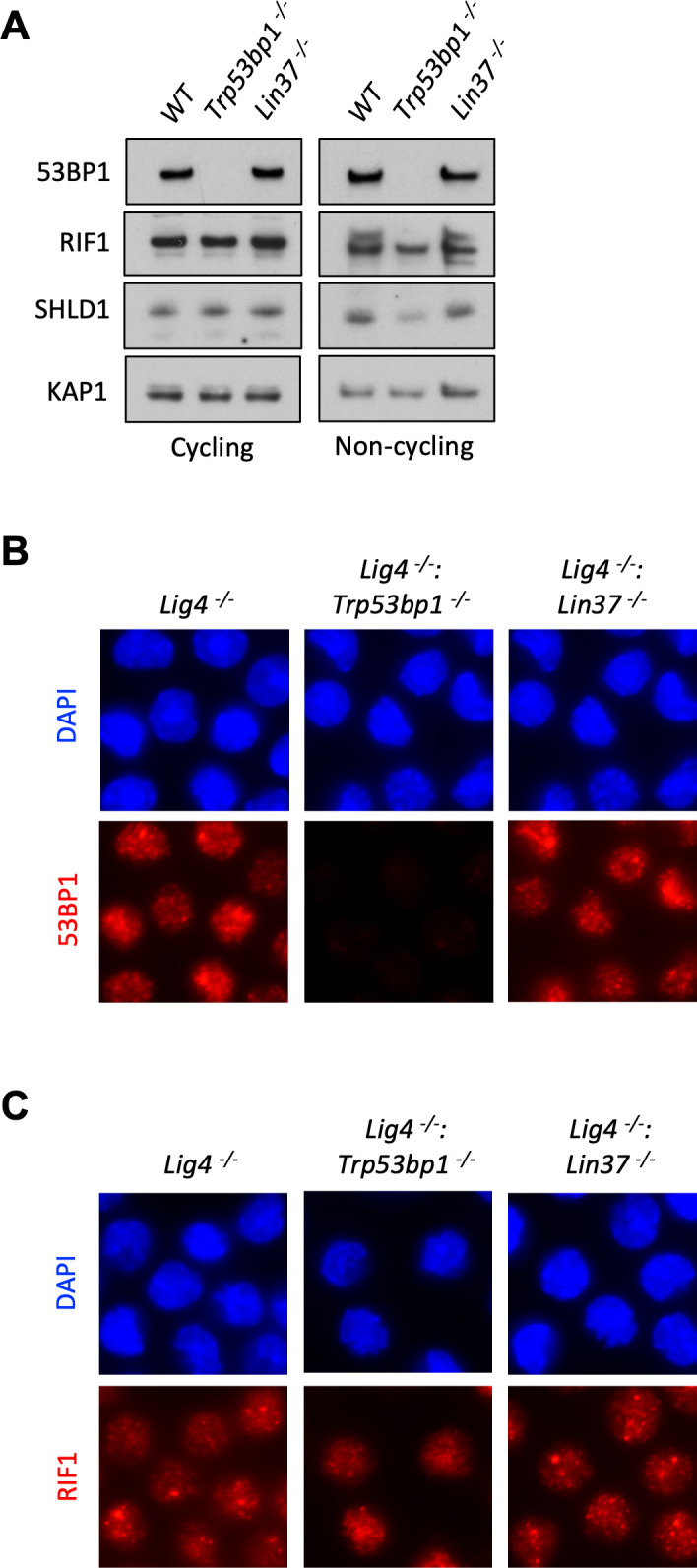 Figure 4—figure supplement 1.